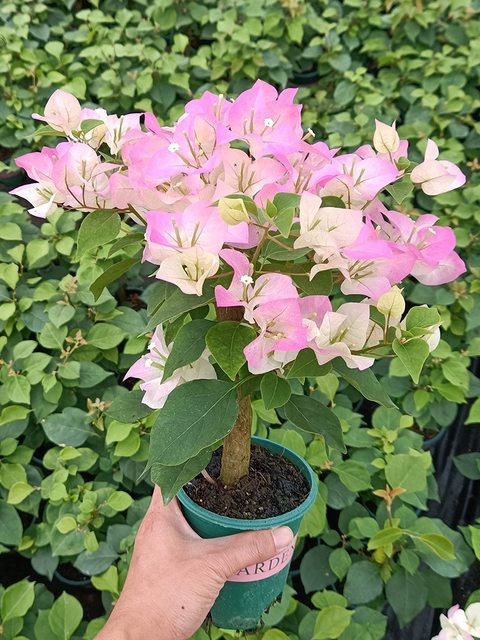 9.9 ການຂົນສົ່ງຟຣີ: ເບ້ຍ Bougainvillea potted, ເບ້ຍສວນ, ດອກມີຊີວິດງ່າຍ, ດອກກຸຫລາບແລະປີນໃນທຸກລະດູການ.