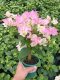 9.9 ການຂົນສົ່ງຟຣີ: ເບ້ຍ Bougainvillea potted, ເບ້ຍສວນ, ດອກມີຊີວິດງ່າຍ, ດອກກຸຫລາບແລະປີນໃນທຸກລະດູການ.