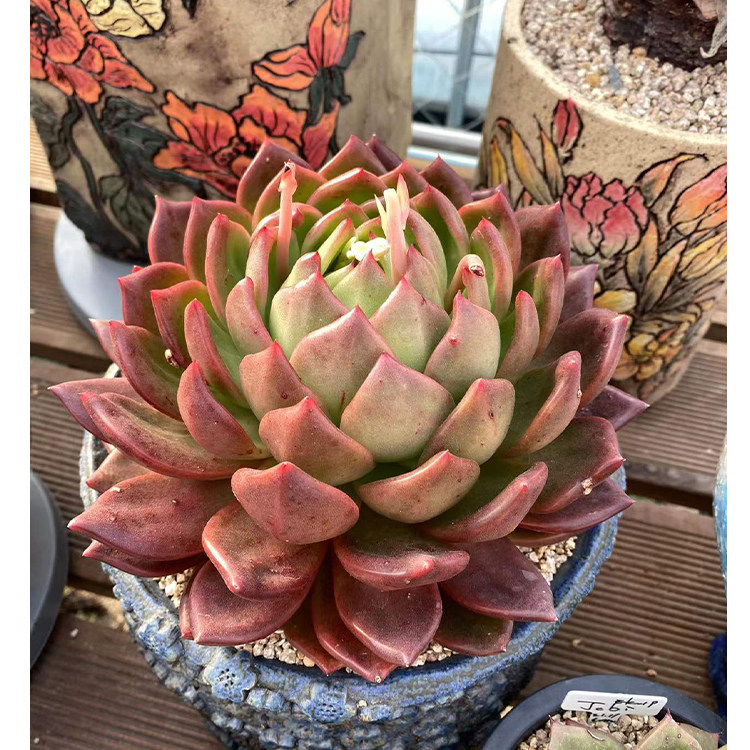 T01 13th (141-160) (South Korea fleshy live) fairy sedum boutique Dongyun old pile