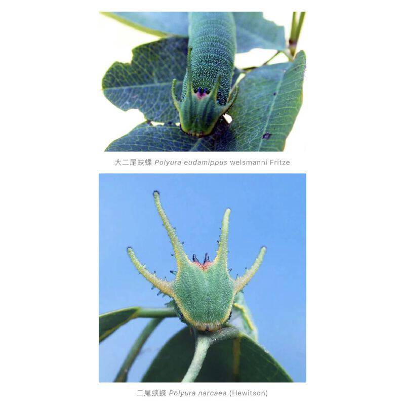 Color Illustrated Guide to Lepidoptera Larvae 28173 Shi Baocai Gong Jianya Wei Shujun Chen Jincui Ma Lijun Cao Lijun Lepidoptera Larvae Color Illustrated Guide Caterpillars China Agricultural Press