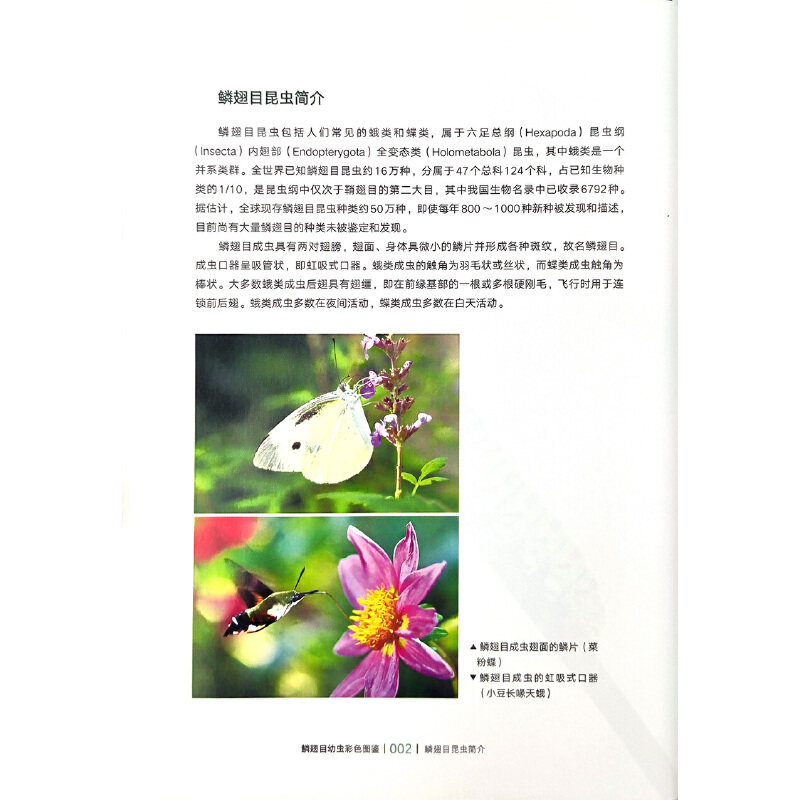Color Illustrated Guide to Lepidoptera Larvae 28173 Shi Baocai Gong Jianya Wei Shujun Chen Jincui Ma Lijun Cao Lijun Lepidoptera Larvae Color Illustrated Guide Caterpillars China Agricultural Press