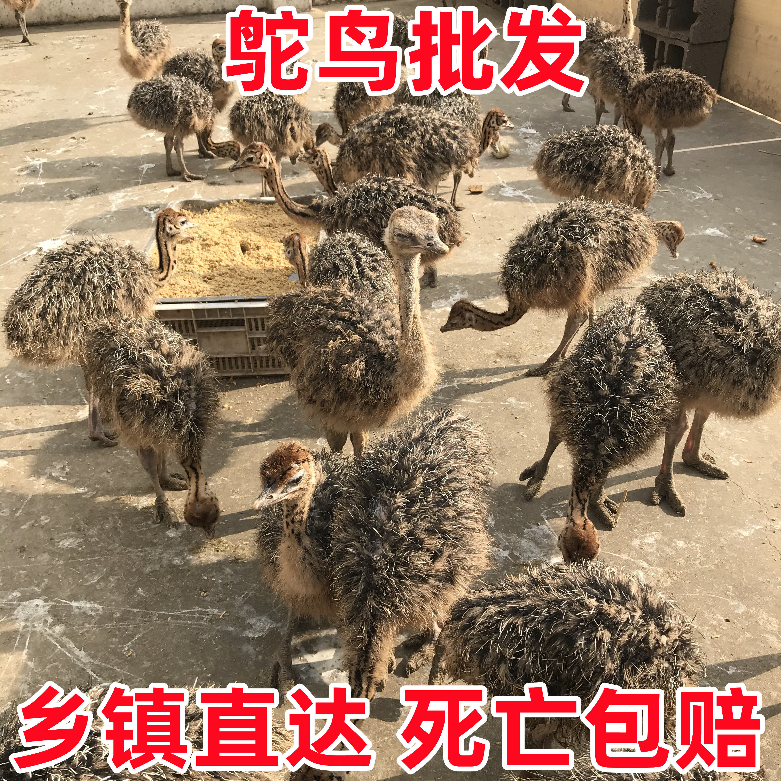 2026年入手非洲鸵鸟幼苗或澳洲鸸鹋宠物，这对活体小驼鸟幼崽如何选养得好？