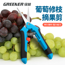 Green forest grape picking scissors stainless steel pruning shears gardening scissors potted plant pruning scissors floral scissors