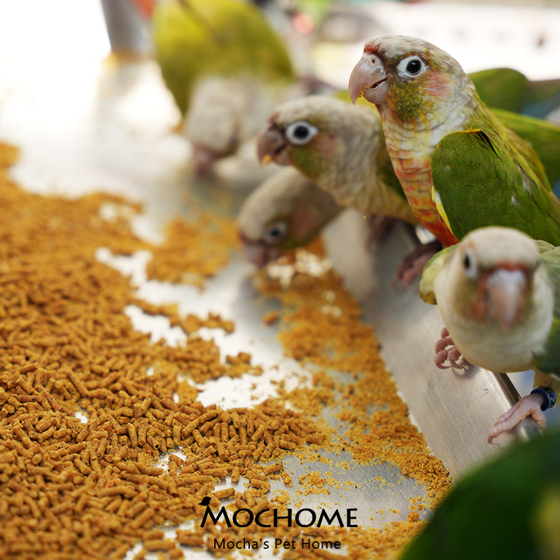 High-Energy Comprehensive Nutritional Food for Medium to Large Parrots, Bird Feed, Mixed Food for Cockatiels, Amazon Parrot Food