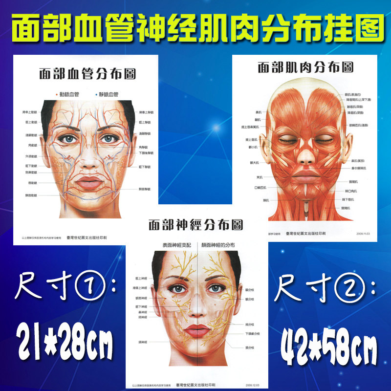 面部神经肌肉血管分布图 美容整形工作室挂图 从业参考海报包邮
