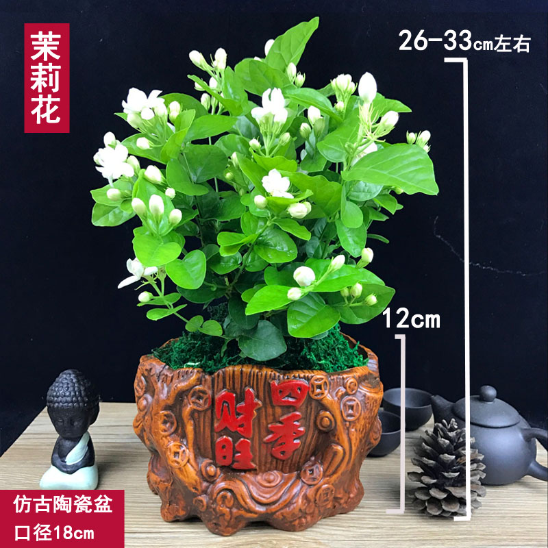 茉莉花盆栽花卉室内绿植阳台开花植物四季驱蚊净化空气盆景茉莉花