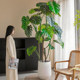 Large simulated green plant monstera living room bionic indoor plant potted ornaments floor decoration fake turtle tree