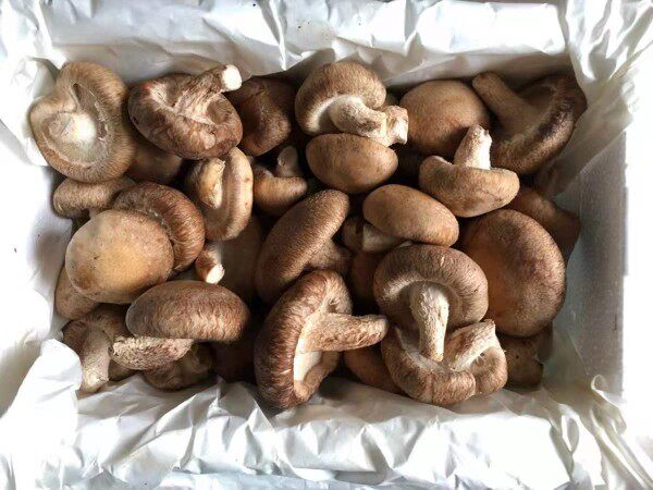 Fresh mushrooms fresh mushrooms fresh mushrooms 500g Beijing-Tianjin-Hebei Arbitrary 6 pieces