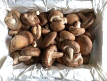 Fresh mushrooms fresh mushrooms fresh mushrooms 500g Beijing-Tianjin-Hebei Arbitrary 6 pieces