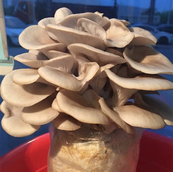 蘑菇种植包菌包菌种菇种食用菌平菇种植家庭多肉植物种子盆栽组合