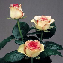 (Imported) edible roses flowers in four seasons can be planted with grafted large rose-rich and fragrant flower potted plants