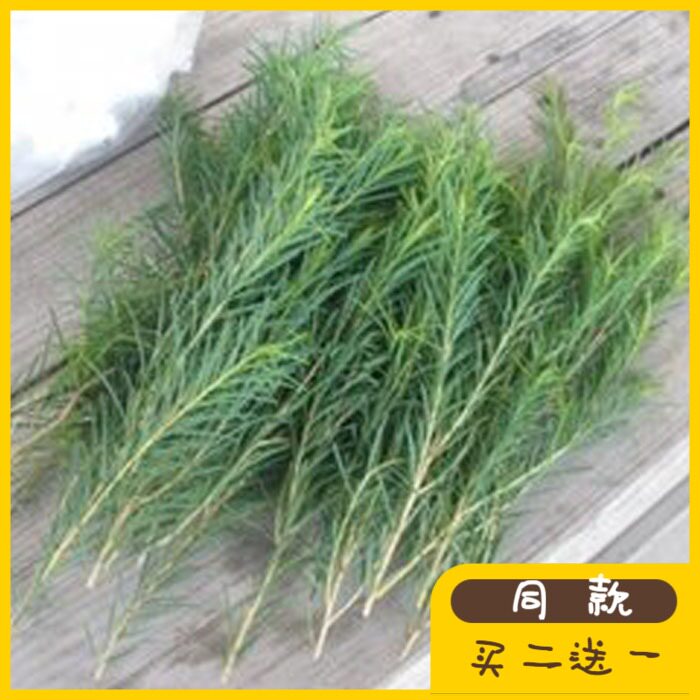 Print rabbit-foam fresh Australian tea tree pure dew essential oil ultra-250ml