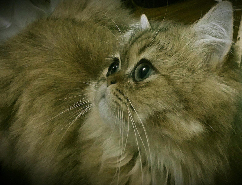 Home Bred Pure Breed Gold Gira Young Cat Name Cat Gold Gira Pet Young Cat Gold Gira Matching Feline Gold DD1 Month