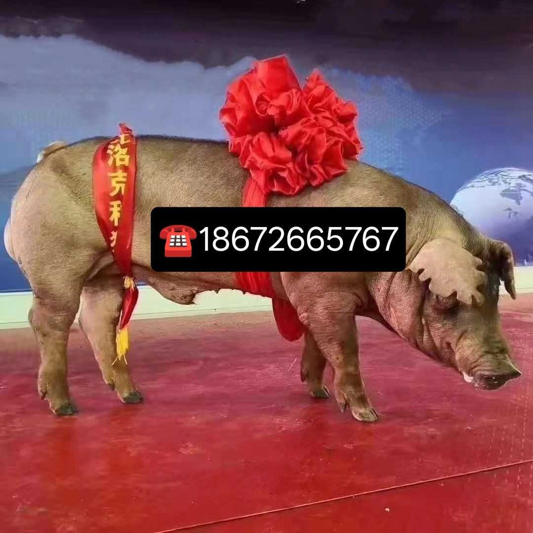 纯种新美系杜洛克公猪：黑金刚公猪，国寿黑母猪，黑杜公猪，种母猪，种公猪的秘密武器！-配种服务-淘宝百科网