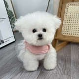 米家 Педная одежда весна и лето новая дышащая магическая наклейка, тянущая крышка Тедди Бишон Медвежь