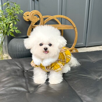 Five little white bears original pet clothes autumn and winter new thick soft woolen cardigan skirt dog cat coat