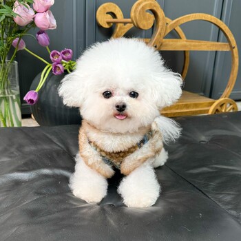 Five little white bears original pet clothes autumn and winter new fair isle velvet cardigan vest dog and cat coat