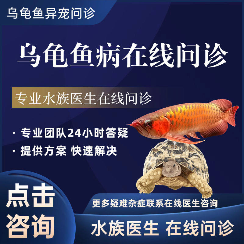 异宠乌龟鱼类24小时在线问诊|拯救我家龟龟&六角恐龙鱼的救命指南-水族服务-淘宝好物网