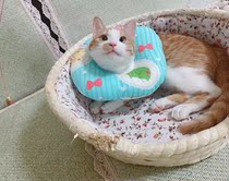 Meng Qiqi's cat rabbit Elizabeth soft ring anti-biting anti-licking shame ring scarf headgear
