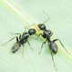 Japanese Camponotus japonicus pet ant castle live queen ant colony