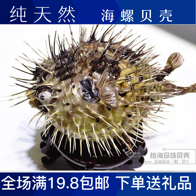 Mediterranean coyfish puffer fish specimen pendant marine fish skin specimen home creative gift starfish