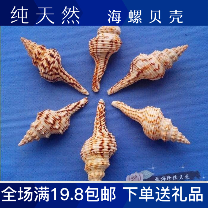 Floral conch flower color long spiral natural conch shell wedding fish tank decoration landscaping home furnishings collection conch