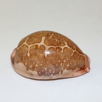 Natural Sea Snail Shells Map Treasure Collection Grade Specimen Snail Shop Windows Design Decoration Creative Gift Shells