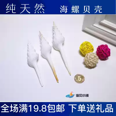 White long spiral snail White long spiral snail natural shell conch Home decoration decoration gift fish tank