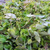 Minjiang River Source Jianning new wild vine tea herbal tea dispelling fire mold tea Vine tea bitter nectar tea 50 grams