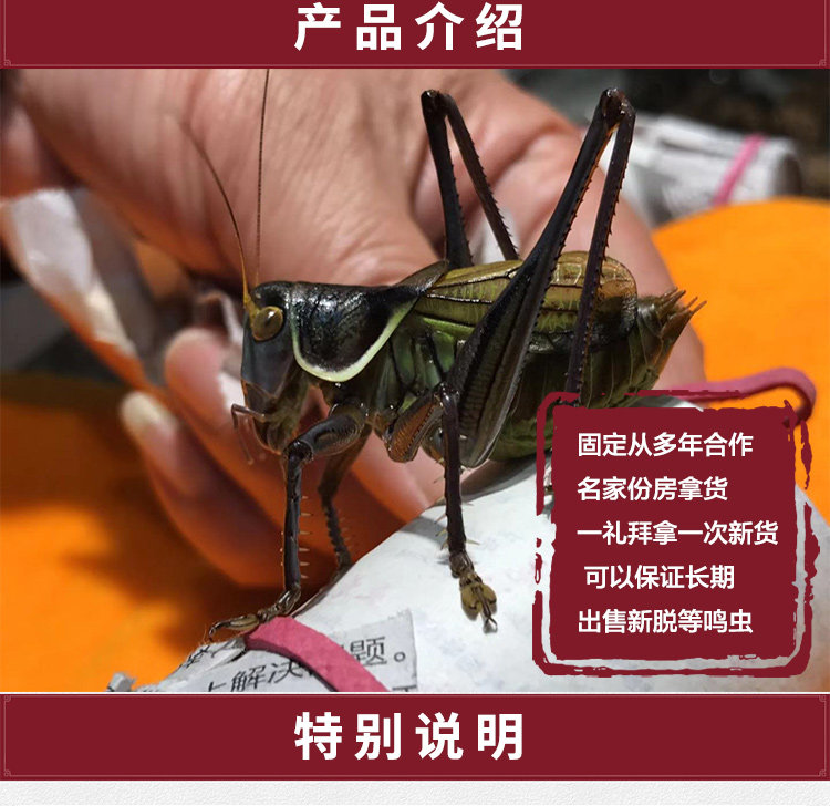 Lao ma mingwang-details_03.jpg