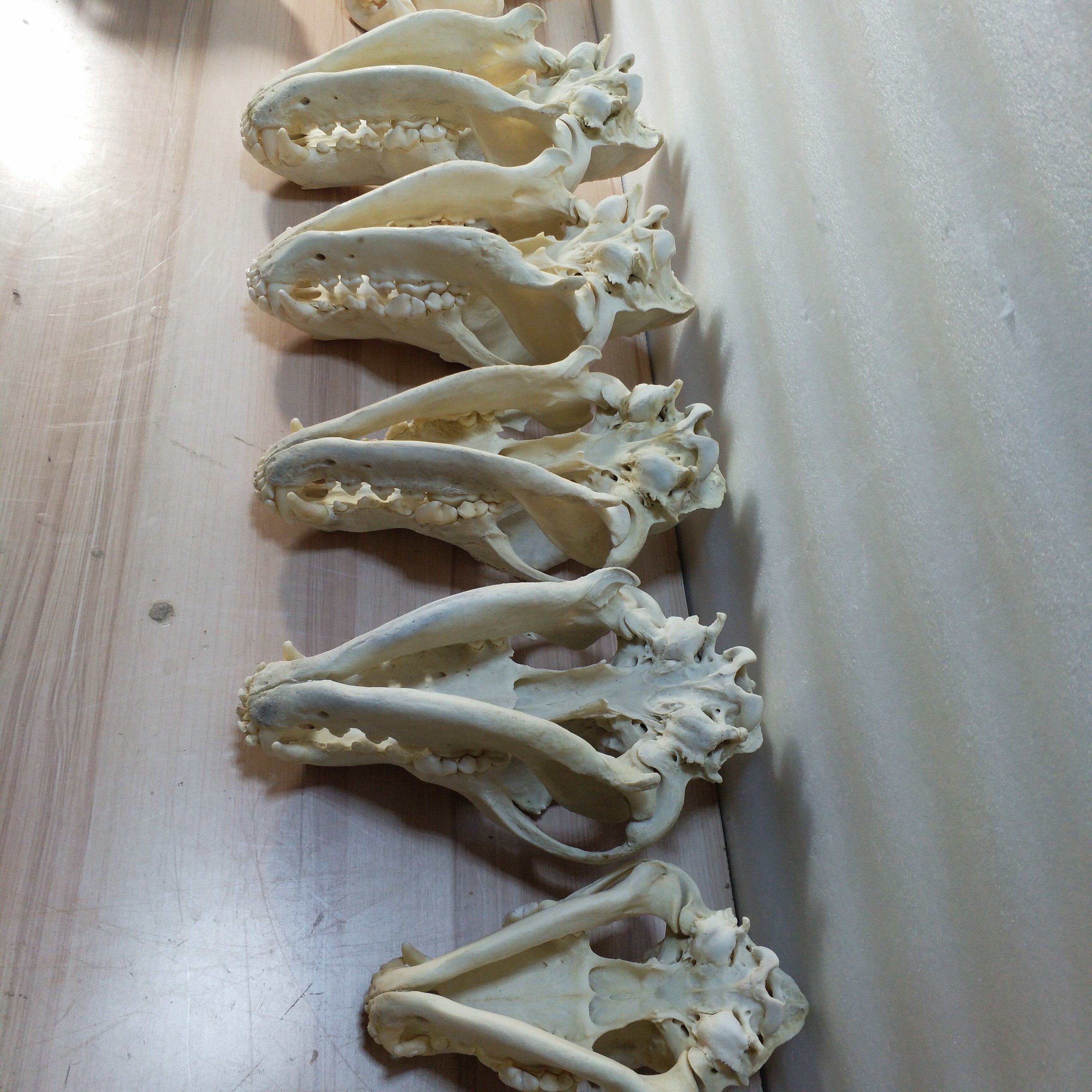 普通犬頭骨狗頭骨骼標本狗骨骼模型真骨模型非樹脂教學用