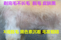 Shave not long hair with no pain and no pain in black pigment precipitation Puppy dog Dermatosis X Line hair loss