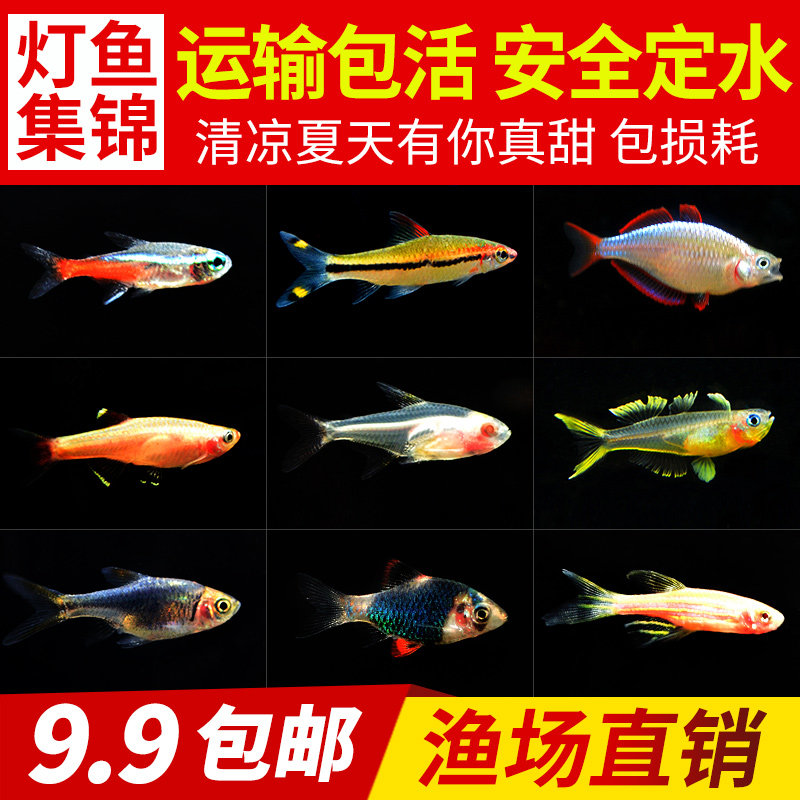 Traffic light fish Live ornamental fish Freshwater fish Small tropical fish Pauline lamp fish Cold water Zebrafish Fire-breathing lamp
