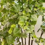 Моделирование большое мудрый дерево Гинкго Сакура кампания на заказ брак празднование отель Linous Corbing Книга Желтая Гинкго