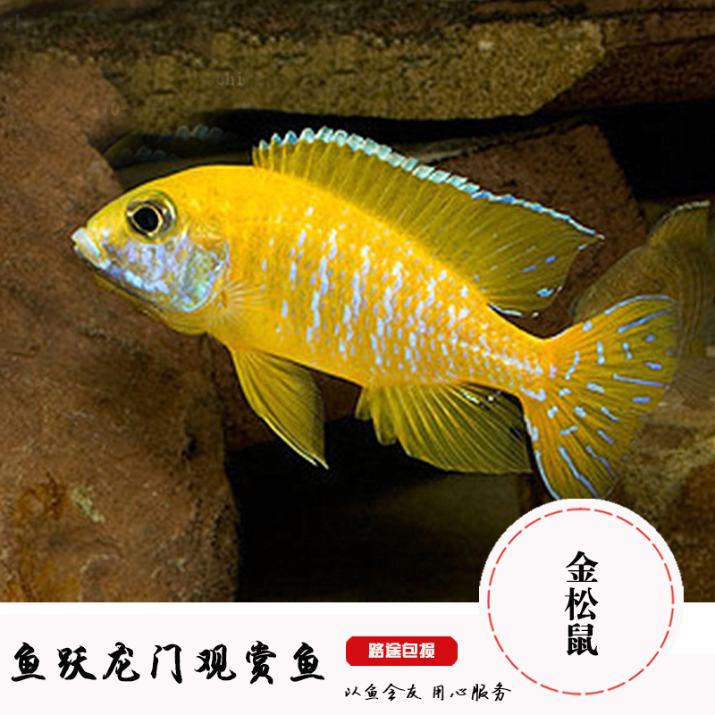 三湖慈鯛活體熱帶觀賞魚淡水寵物魚皇帝魚金鬆鼠魚非洲王子魚活體