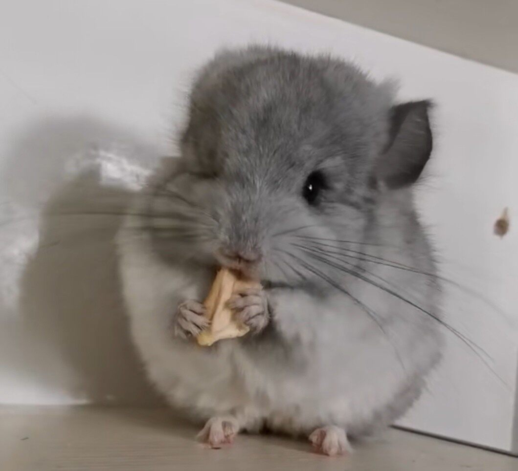 Home-breeding chinchilla live pet standard gray doll loved ones 2 months live pure white purple gray velvet black and silver spots