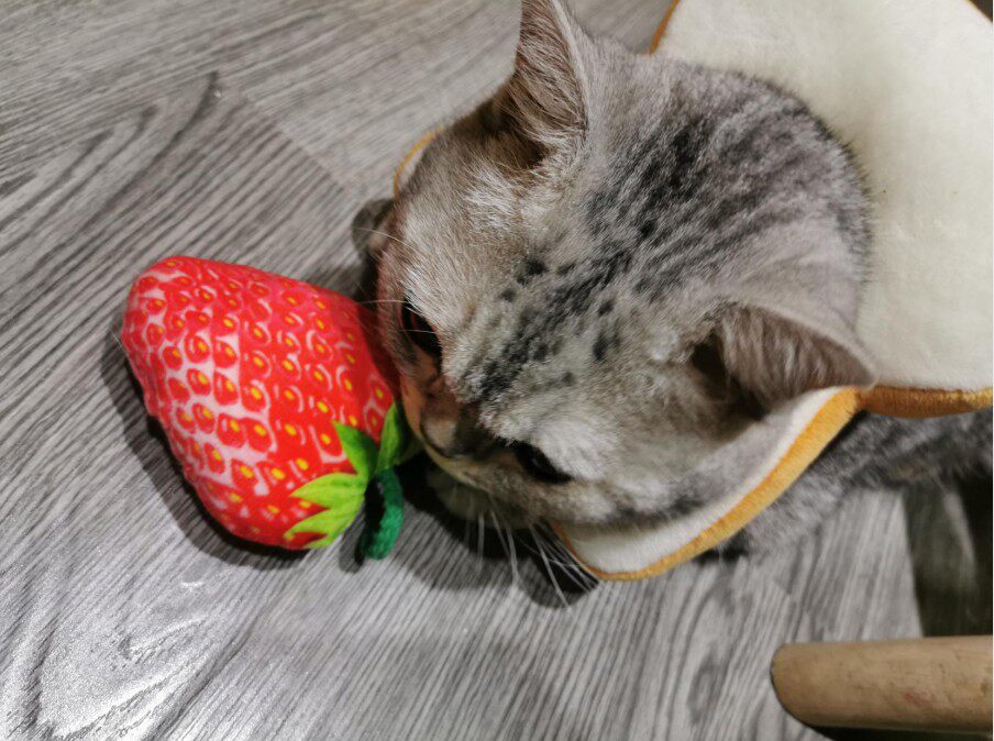Funny Cat Toy Simulation Strawberry Mint Kitten Self-Happy Set Grinding Pet Plush Supplies Funny Cat Artifact