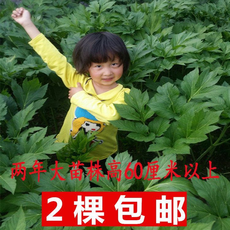 Japan tomorrow tomorrow, the grass longevity plant containing Charlxone, two years of strength plant is more than 60 cm high