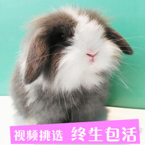 Pet rabbit double blood single blood mixed blood lop-eared rabbit live pet rabbit live dwarf rabbit live animal pet rabbit