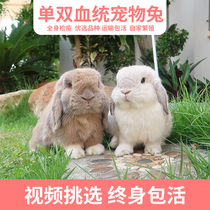 Race-level single-double pedigree pet short-haired rabbit is not large white rabbit living things Tea Cup dwarf rabbit living