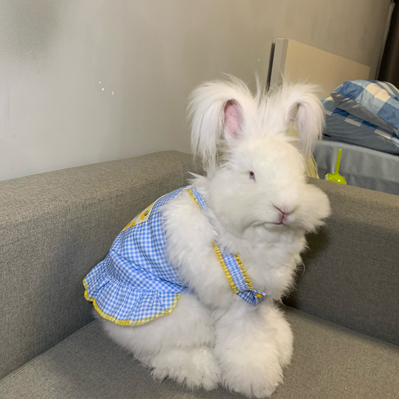 Net red Giant Angora Rabbit Giant Rabbit Live long-haired rabbit Live animal Large rabbit Pet rabbit Young adult rabbit