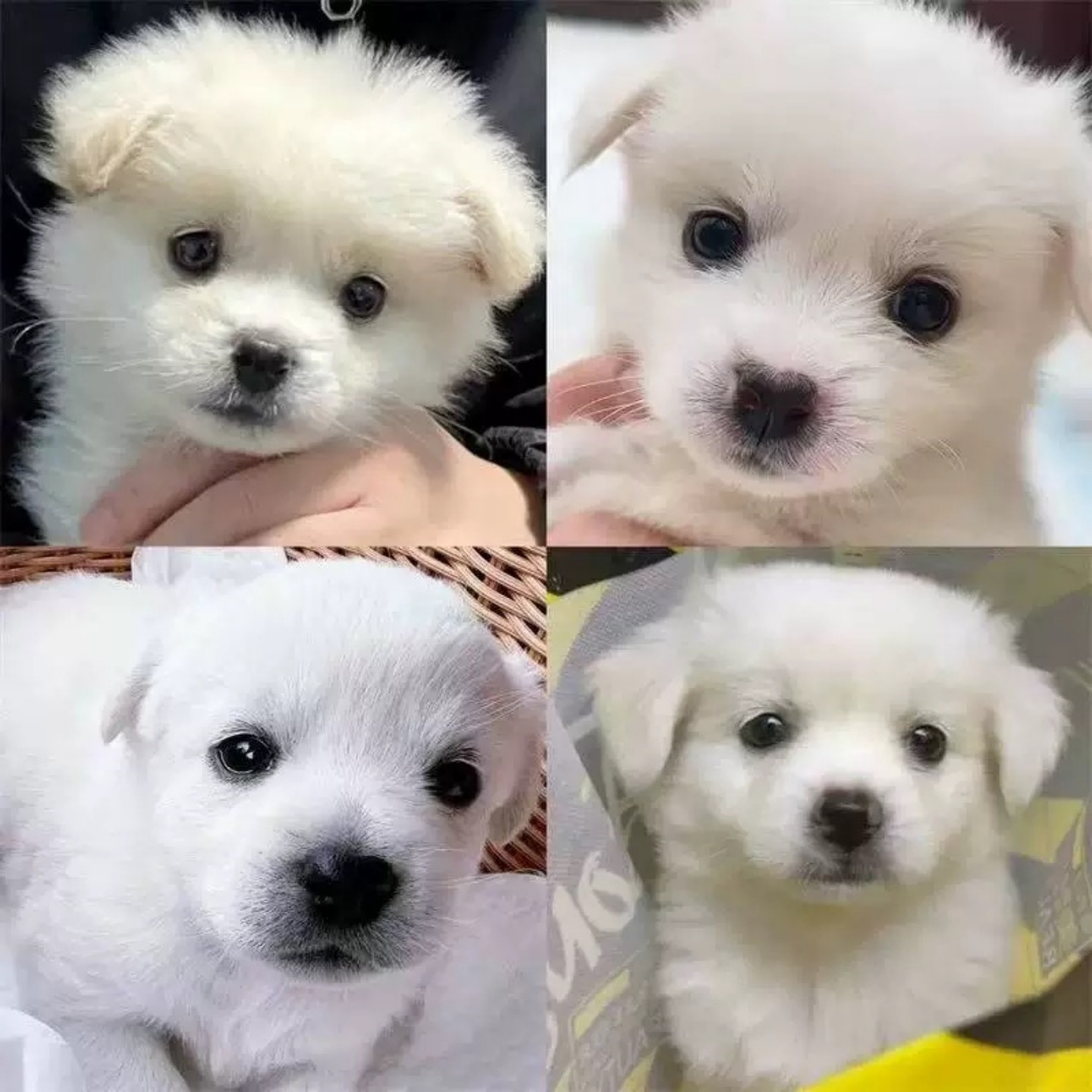 2025年最适合家庭养的小型宠物犬种类有哪些？-宠物-淘宝百科网