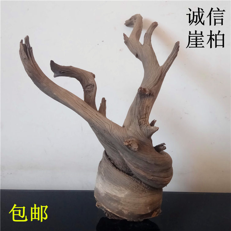 ♪即決【壽】天然最高級野生太行山崖柏根部瘤材(杢材)老
