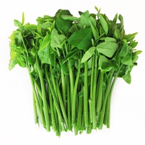 Authentic Tianlu fragrant liver-benefiting vegetables fresh wild vegetables tree vegetables tree vegetables green vegetables Chaozhou tree vegetables