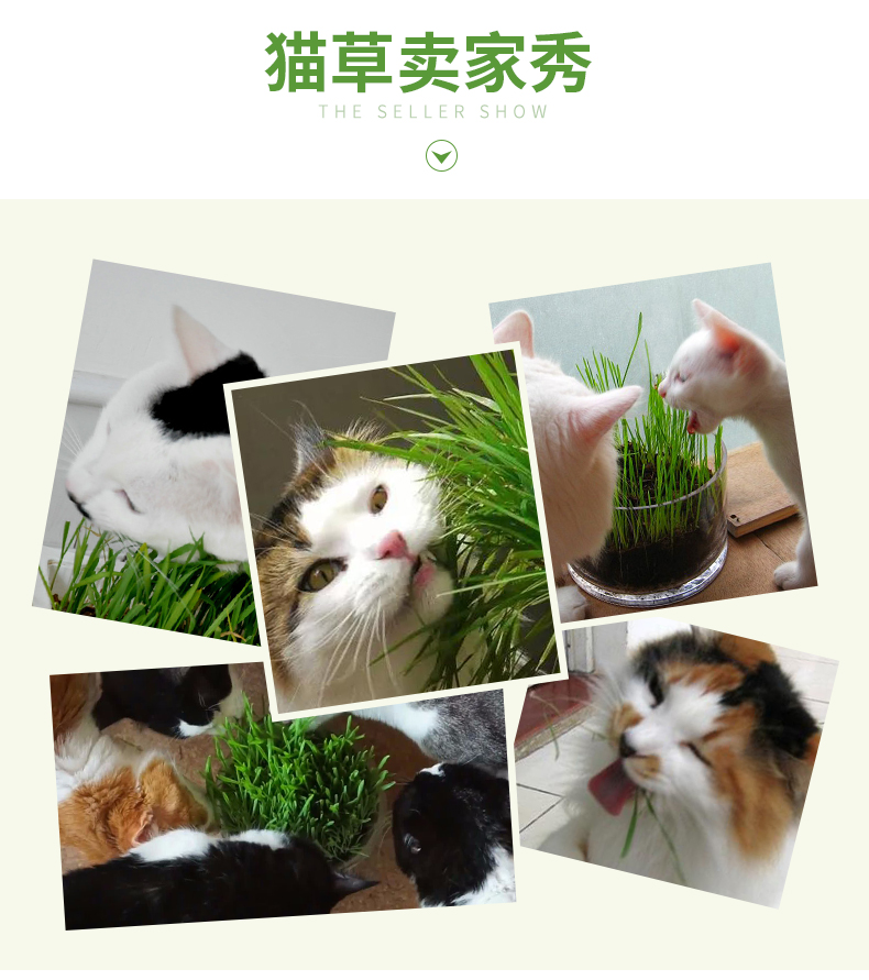Cát cỏ hạt bạc hà bột mèo ăn nhẹ mèo tẩy lông lông bóng lúa mạch trồng lúa mì cung cấp mèo - Đồ ăn nhẹ cho mèo hạt mèo royal canin