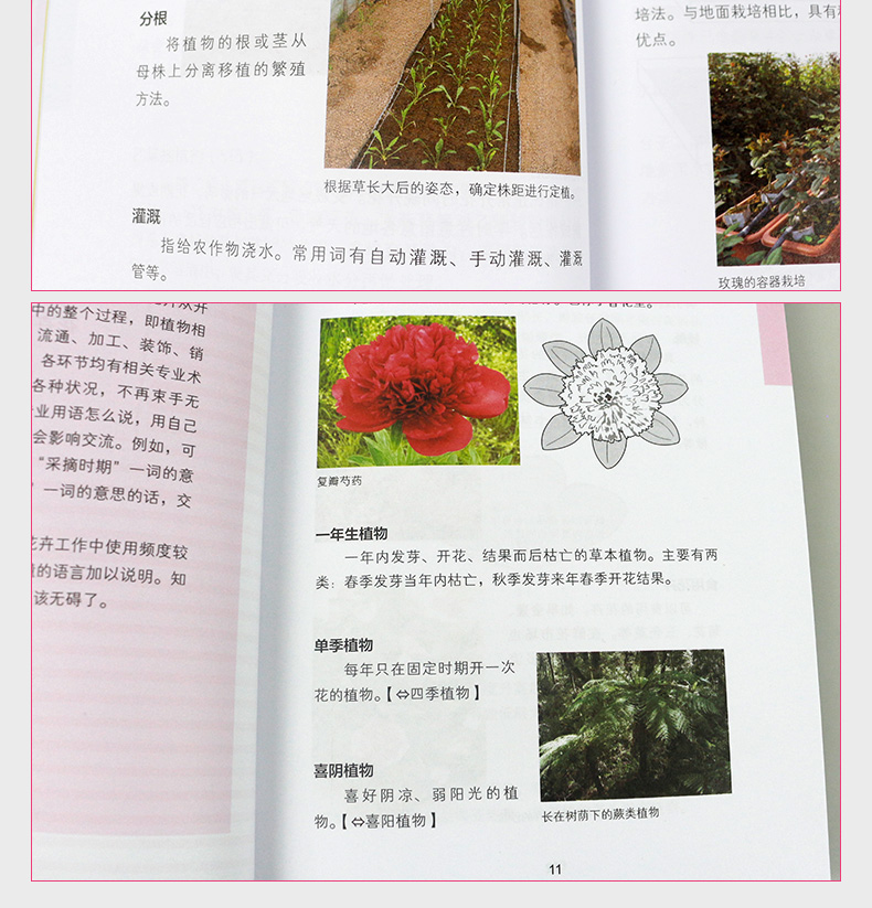 精美現貨正版花藝知識手冊 花卉用語花與節日花卉圖鑒 彩印 露天拍賣