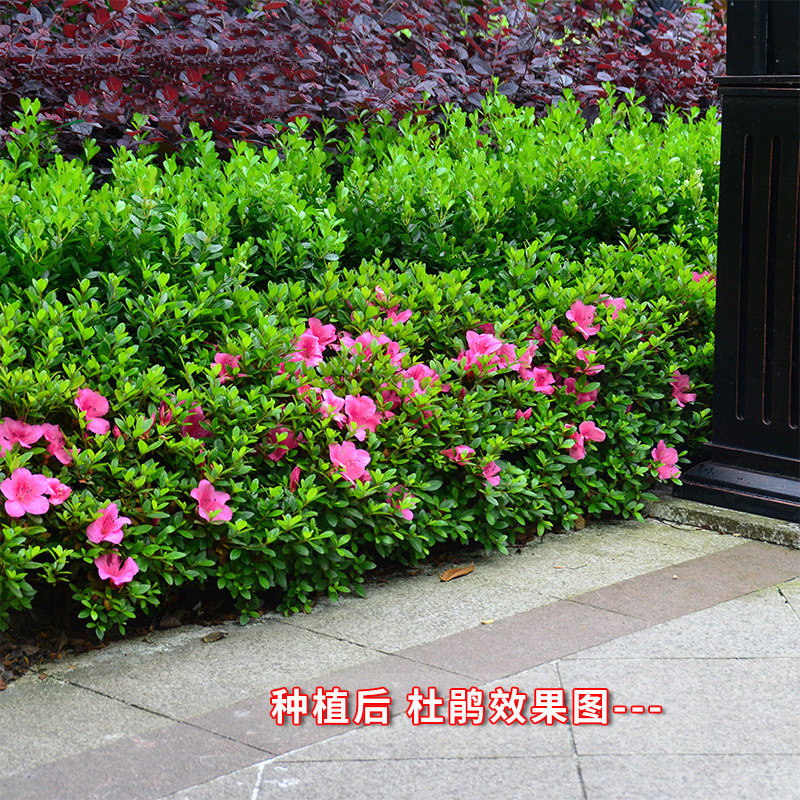 毛杜鹃夏娟:庭院中的四季盛景-时令草本花卉-淘宝百科网
