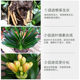 Special fertilizer for Clivia, flowering fertilizer, waist fertilizer, base fertilizer, pockmark bone meal, castor bean fertilizer, organic flower fertilizer to promote flowering