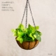 20 см Зеленый Луо Комбинация