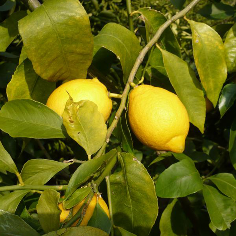 Купить Лимон 华秧安岳黄柠檬新鲜水果一级小果皮薄柠檬酸味十足600g 约5-7个 Hua Yang в интернет ...